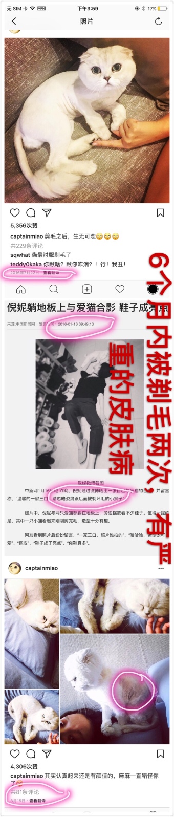 倪妮养的猫是什么品种 倪妮虐猫艹爱猫人设是真的吗