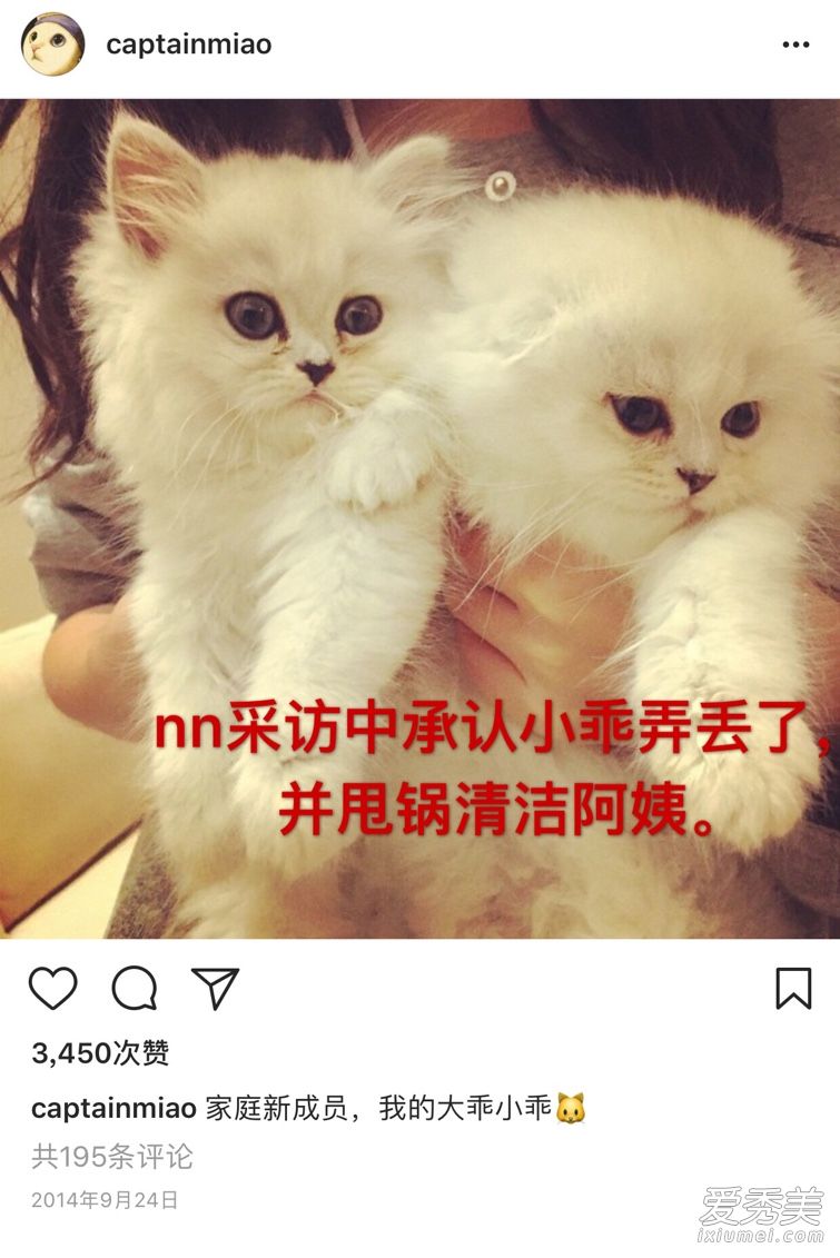 倪妮养的猫是什么品种 倪妮虐猫艹爱猫人设是真的吗