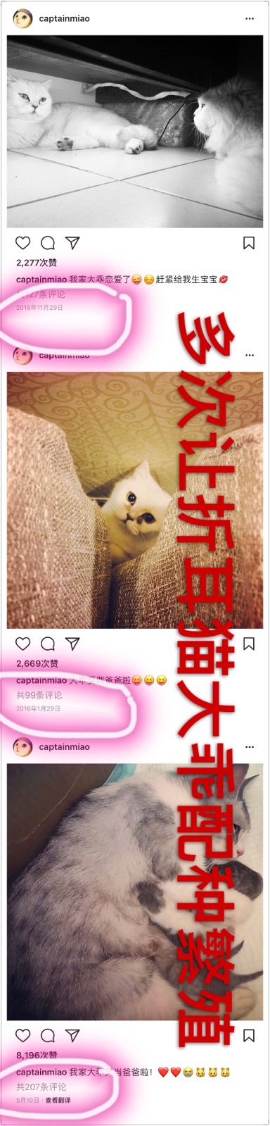 倪妮养的猫是什么品种 倪妮虐猫艹爱猫人设是真的吗