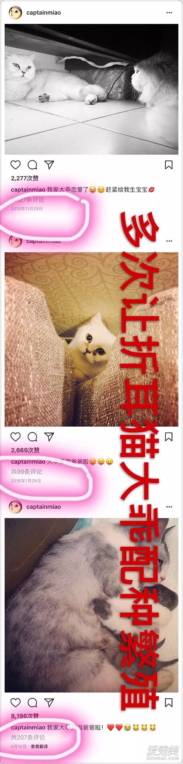 倪妮工作室声明否认虐猫 称别有用心者恶意捏造