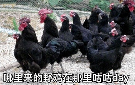 鸡年表情包有哪些 无水印最全鸡年表情包图片