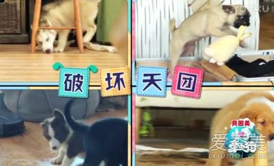 小手牵小狗小黑是什么品种的狗 小手牵小狗小黑是什么狗