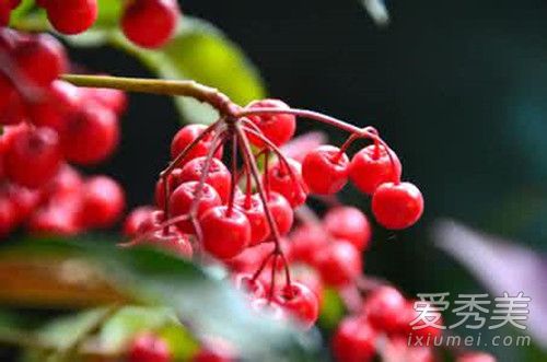 网购鲜花藏毒花是怎么回事 常见的有毒的花有哪些