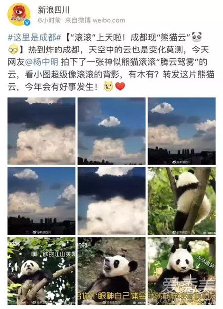 成都熊猫云图片 成都熊猫云视频在线观看