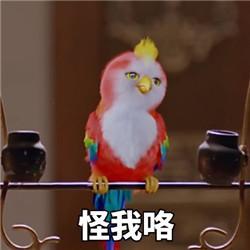 赵丽颖送谢娜的苍梧鸟多少钱 哪里可以买