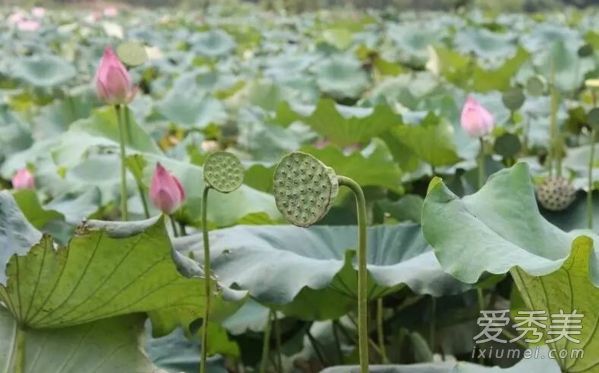 芒果tv会员账号免费共享 芒果tv会员0.1元试用2017