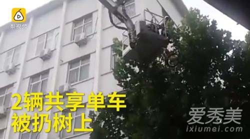 两辆小黄车被挂树稍 消防员解救图片 为什么共享单车被破坏