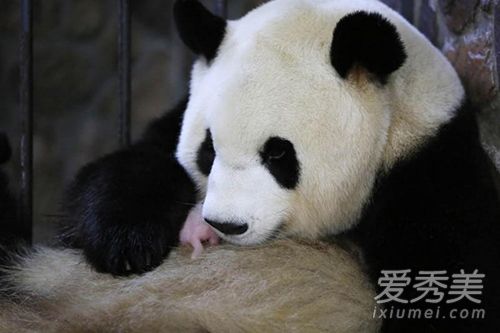 大熊猫晶晶产子 大熊猫晶晶孩子图片