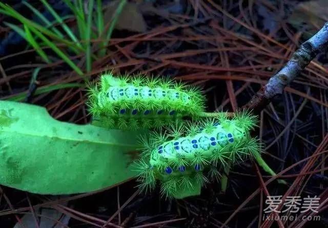 洋辣子多少钱一斤2017 害虫洋辣子卖到200元一斤