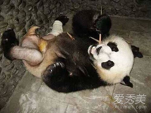 大熊猫被脱裤子图片 大熊猫被脱裤子原因