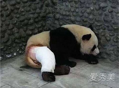 大熊猫被脱裤子图片 大熊猫被脱裤子原因