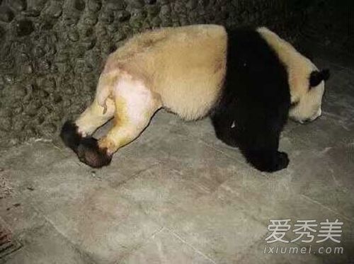 大熊猫被脱裤子图片 大熊猫被脱裤子原因