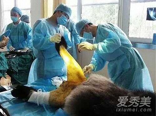 大熊猫被脱裤子图片 大熊猫被脱裤子原因