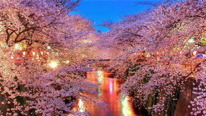 故乡的樱花开了什么梗 故乡的sakura是什么梗怎么神回复
