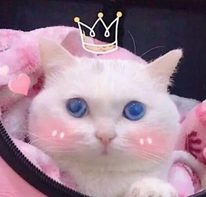 柔柔要早睡的瑞拉怎么了 扒一扒柔柔要早睡的背景用猫赚钱始末