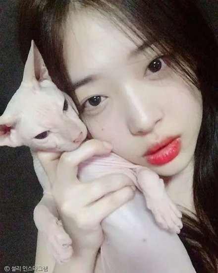 金希澈直播中的猫上热搜 被猜测是雪莉养的“布林”