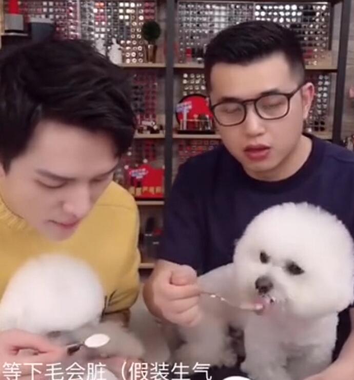李佳琦什么时候卖狗啊什么梗 李佳琦直播一窝小狗简直太可爱