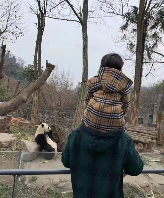 黄晓明带儿子游动物园 全程不见baby身影
