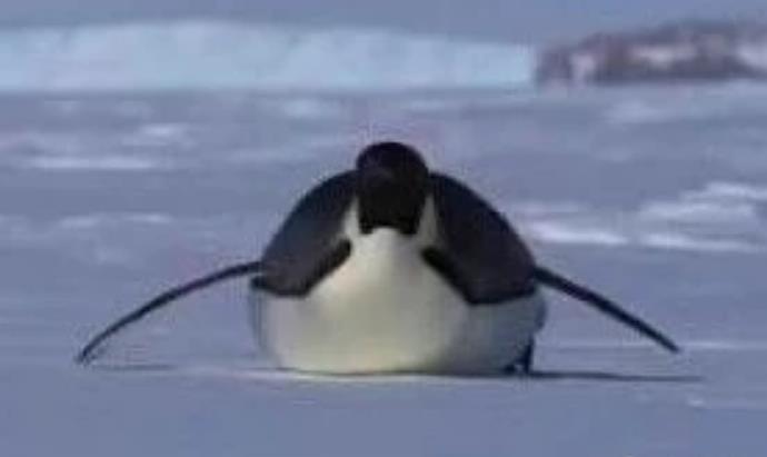 李兰迪企鹅是什么梗 企鹅梗出自哪里什么意思