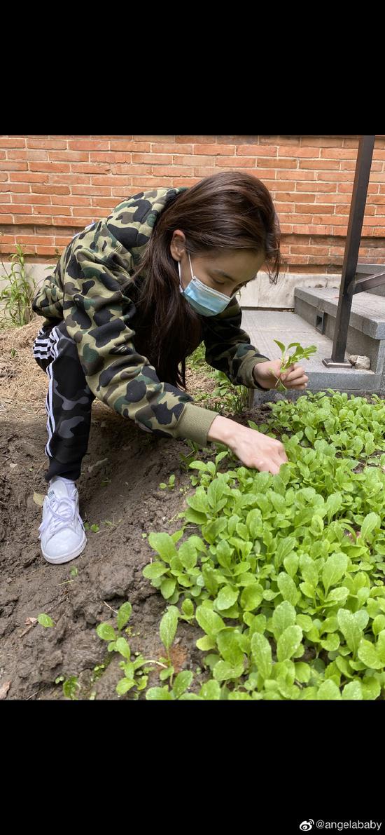 baby吃到自己种的鸡毛菜 历时一个多月