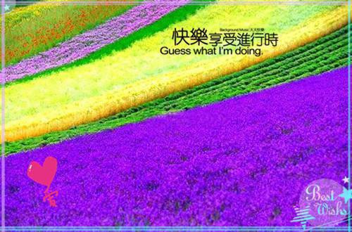 婚刺免费阅读目录 苏烟陆宴臣无弹窗阅读