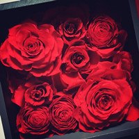 roseonly永生花可以保存多久 roseonly永生花多少钱