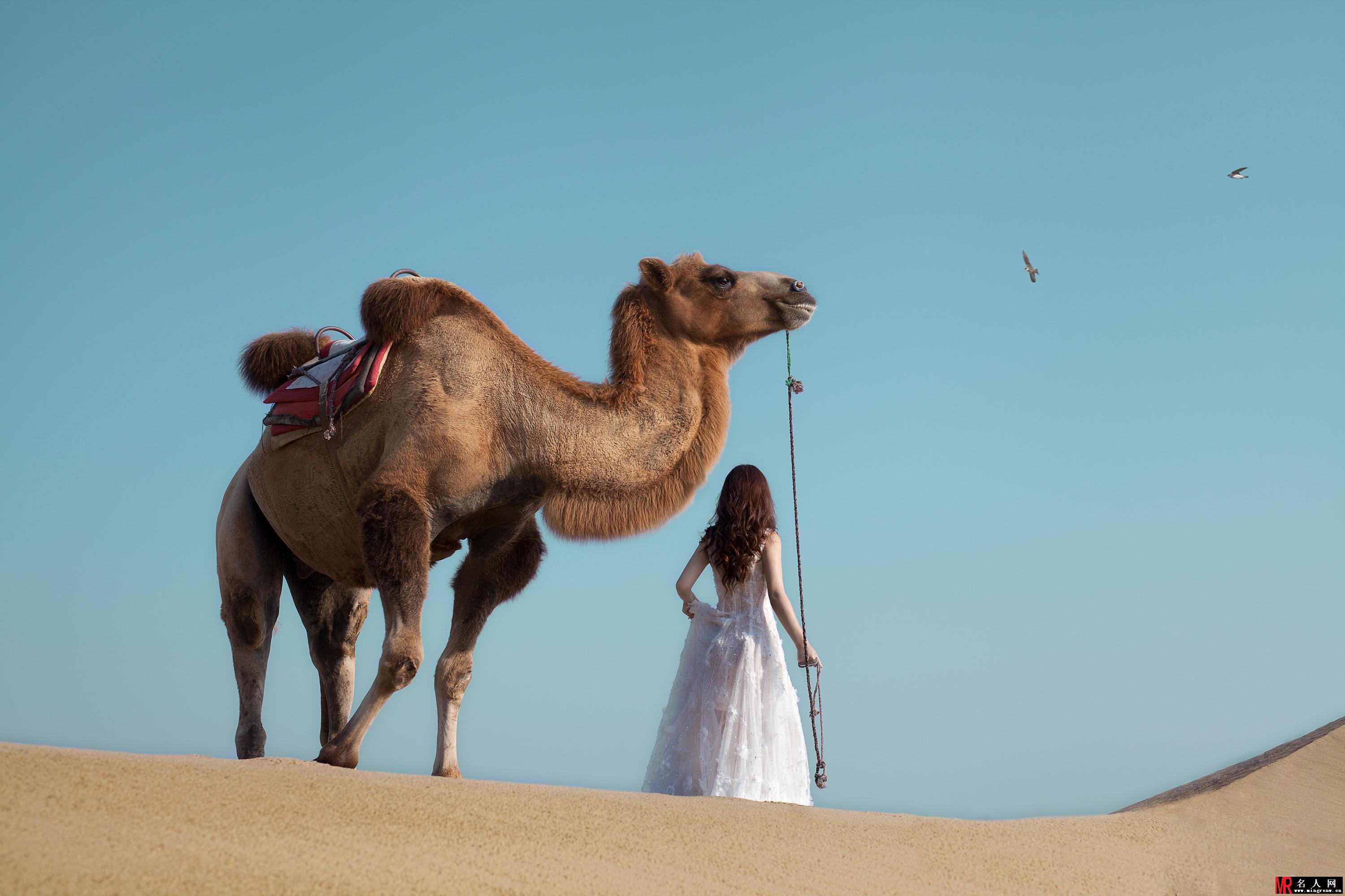 柳岩穿深V白裙秀胸器 牵骆驼游走于沙漠(1)