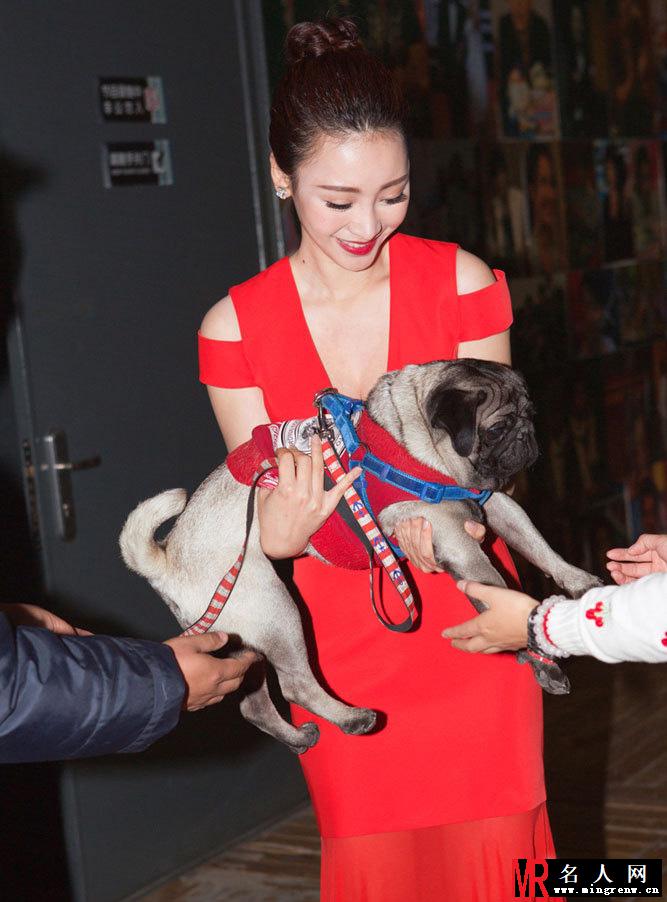 柳岩性感红裙秀酥胸 怀抱八哥犬显亲昵(1)