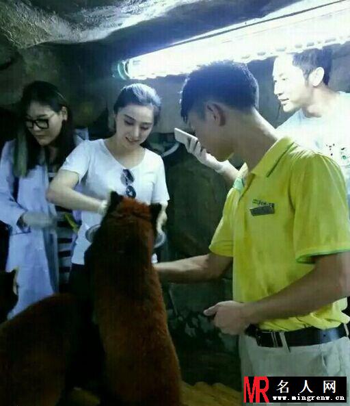 李晨与范冰冰喂食小浣熊 画面温馨有爱(1)