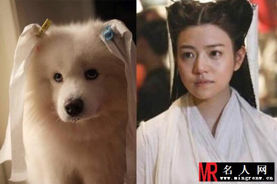 张馨予东施效颦花仙子范冰冰 盘点其低情商蠢事(1)