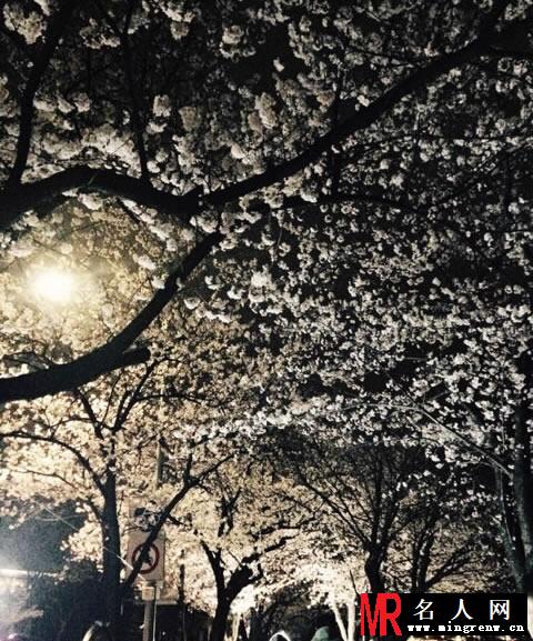 宋智孝素颜赏樱花 嘟嘴卖萌懵智女神(1)