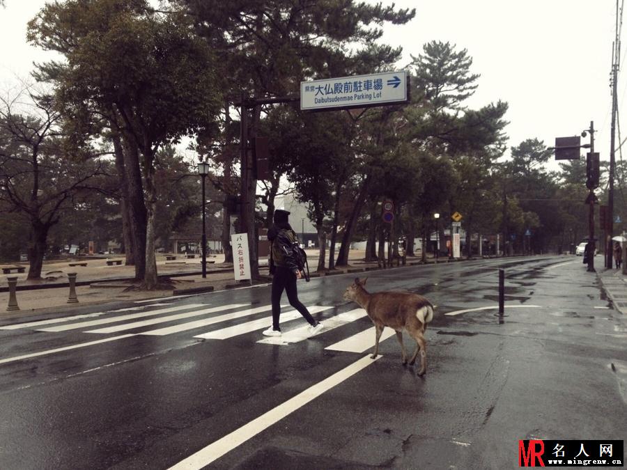 袁姗姗游奈良 与小鹿亲密互动萌翻网友(1)