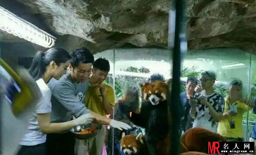李晨与范冰冰喂食小浣熊 画面温馨有爱(1)