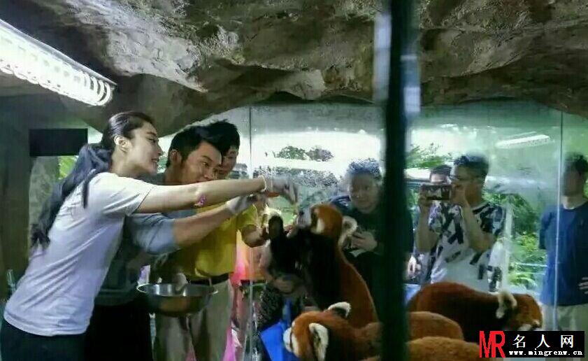李晨与范冰冰喂食小浣熊 画面温馨有爱(1)