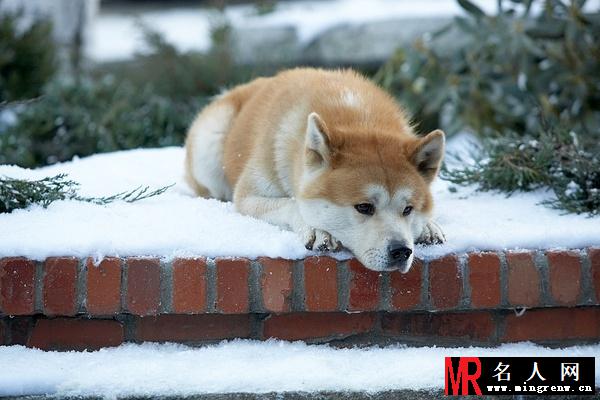 忠犬八公的故事安迪·威尔森剧照(1)
